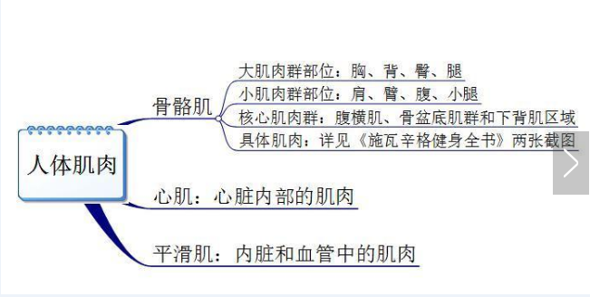 你真的認(rèn)識(shí)你身體的肌肉嗎？